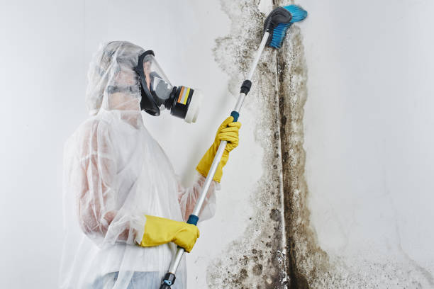 Best Mold Removal for HVAC Installations  in Webster, SD